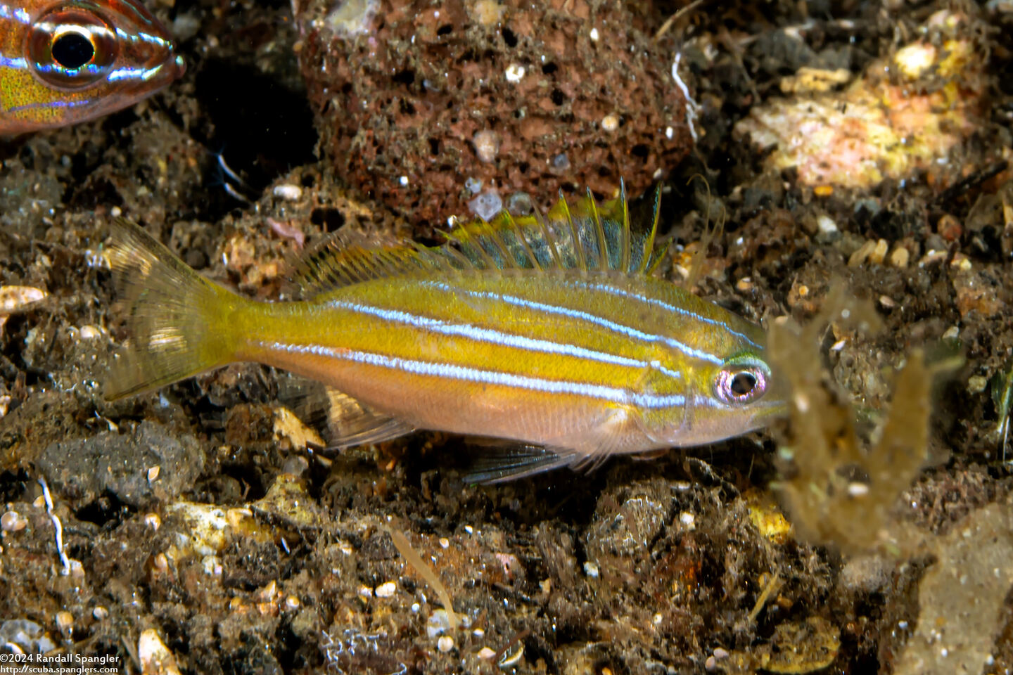 Lutjanus bengalensis (Bengal Snapper)