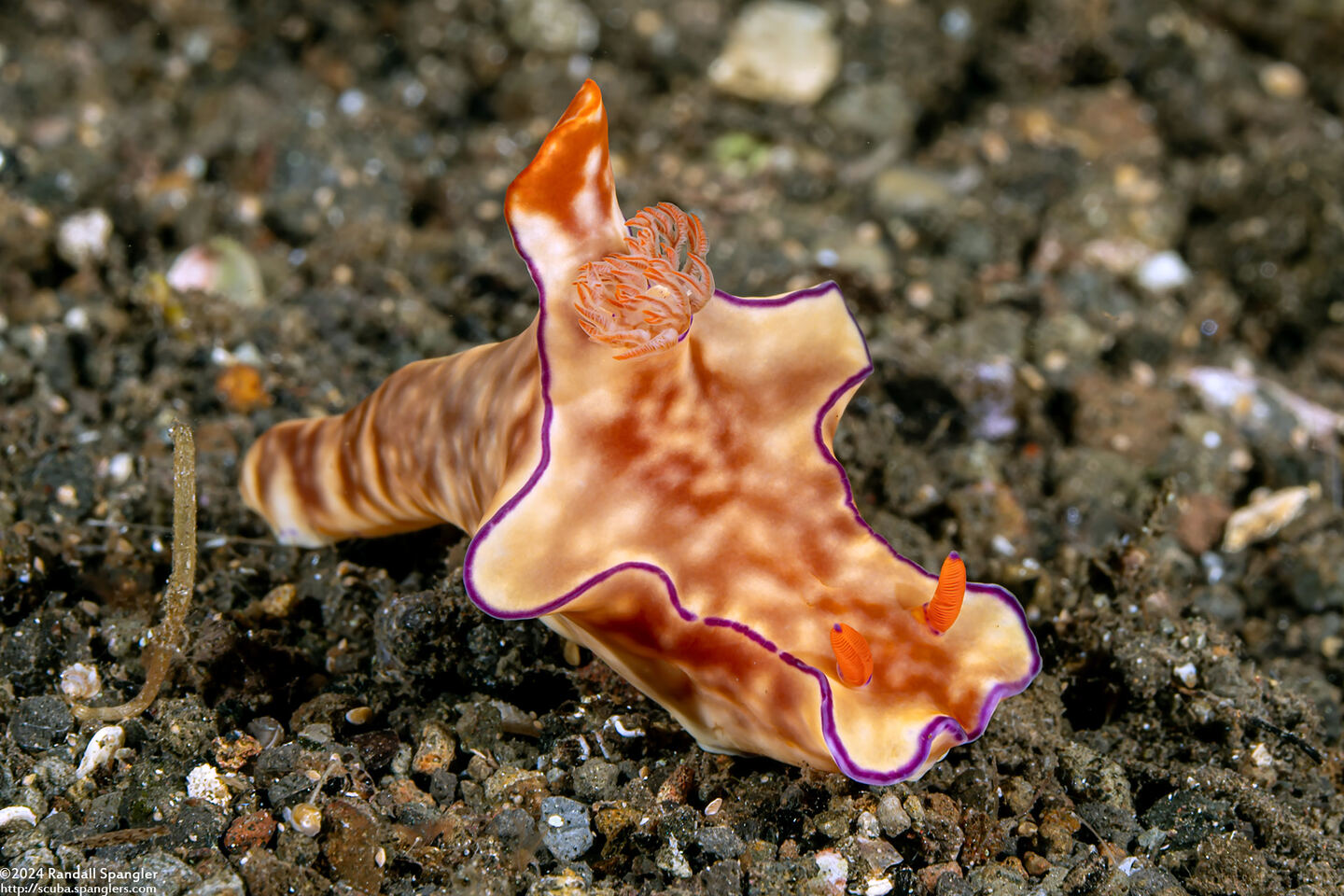 Ceratosoma trilobatum (Three-Lobed Ceratosoma)