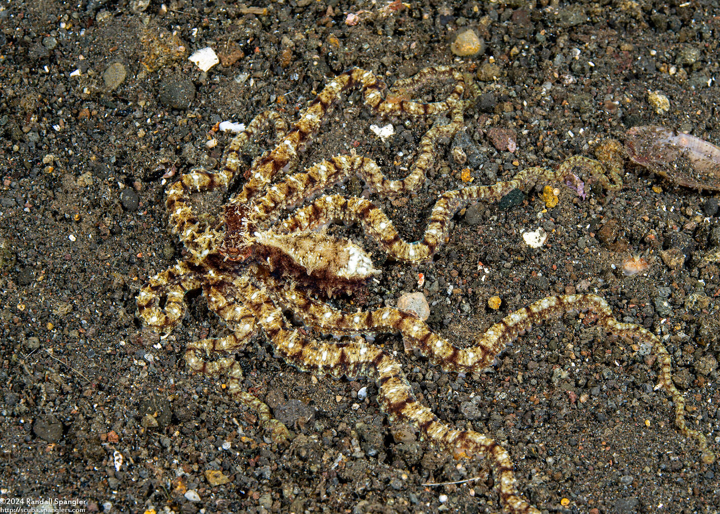 Abdopus sp.1 (White-V Octopus)