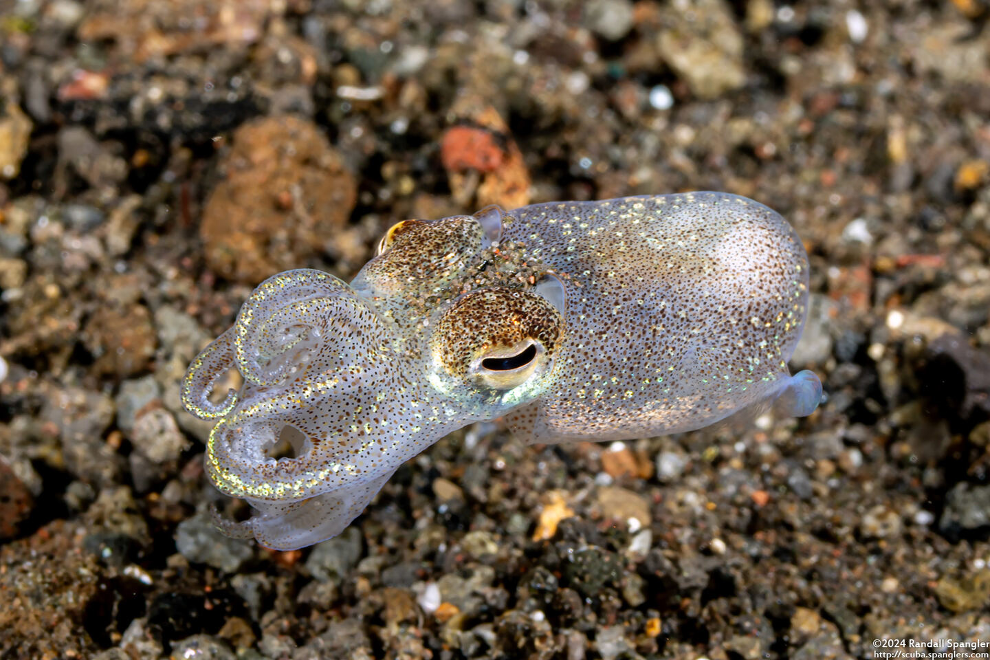 Euprymna berryi (Berry's Bobtail Squid)