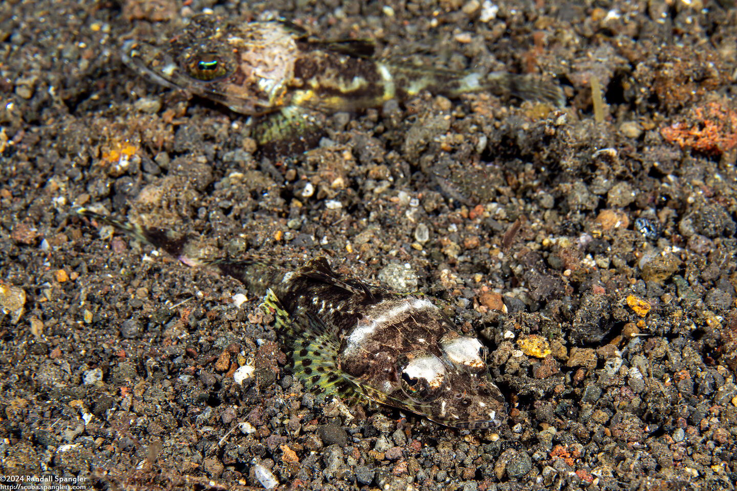 Sunagocia otaitensis (Fringelip Flathead)