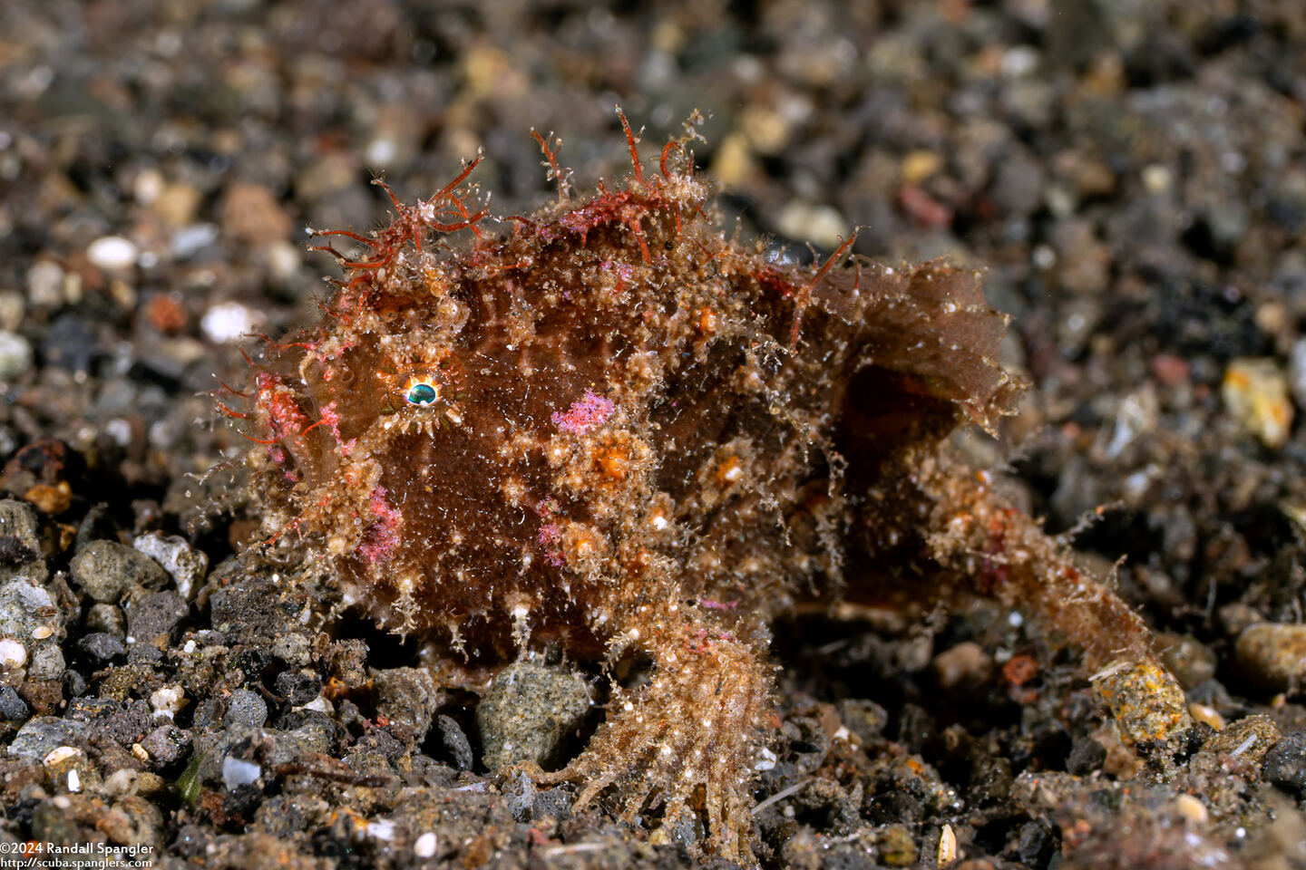 Abantennarius rosaceus (Spiny-Tufted Frogfish)