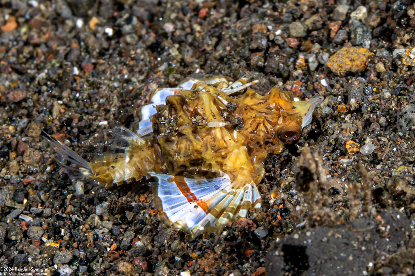 Eurypegasus draconis (Dragon Sea Moth)