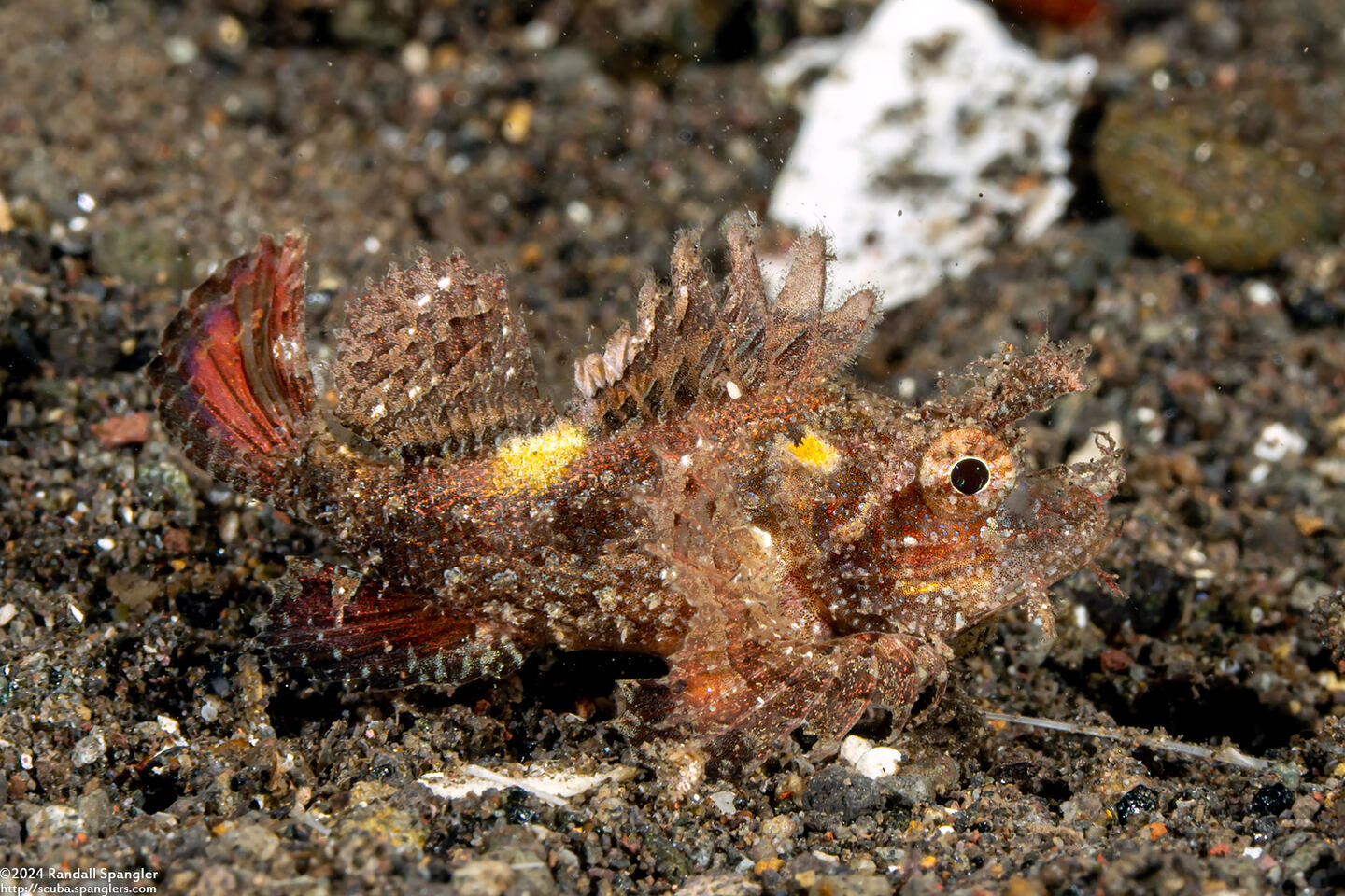 Scorpaenopsis venosa (Raggy Scorpionfish)