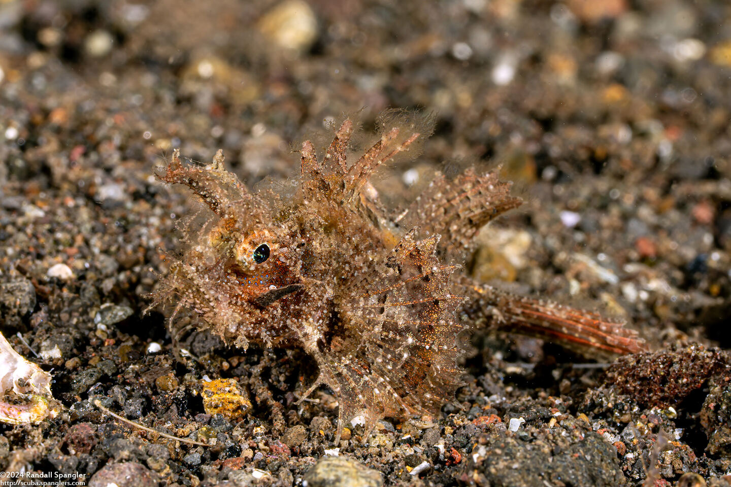 Scorpaenopsis venosa (Raggy Scorpionfish)