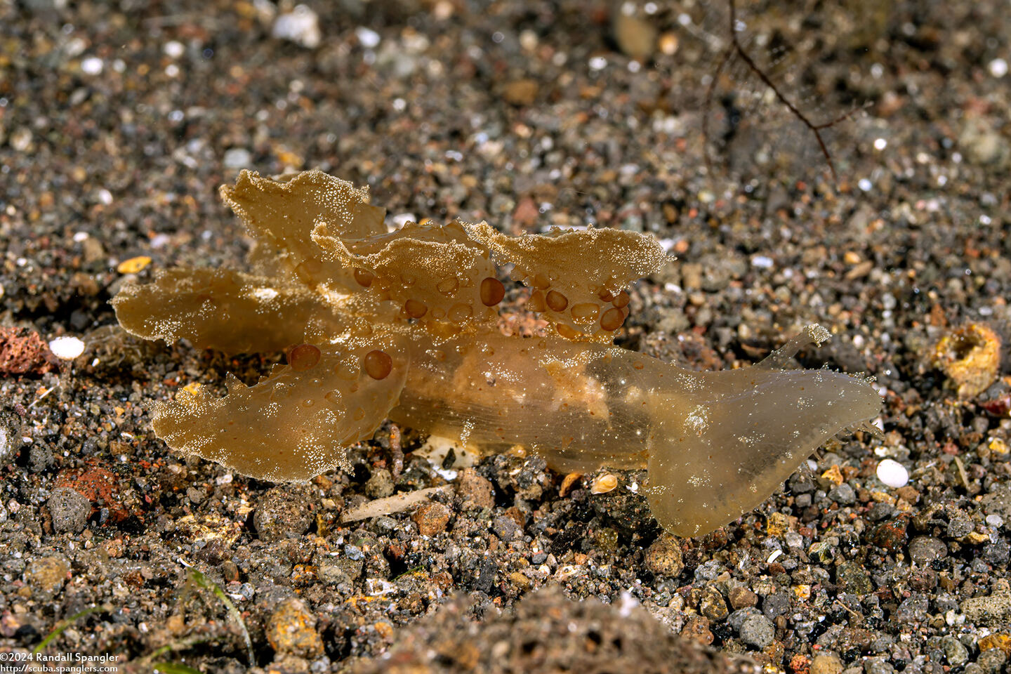 Melibe papillosa (Melibe Papillosa)