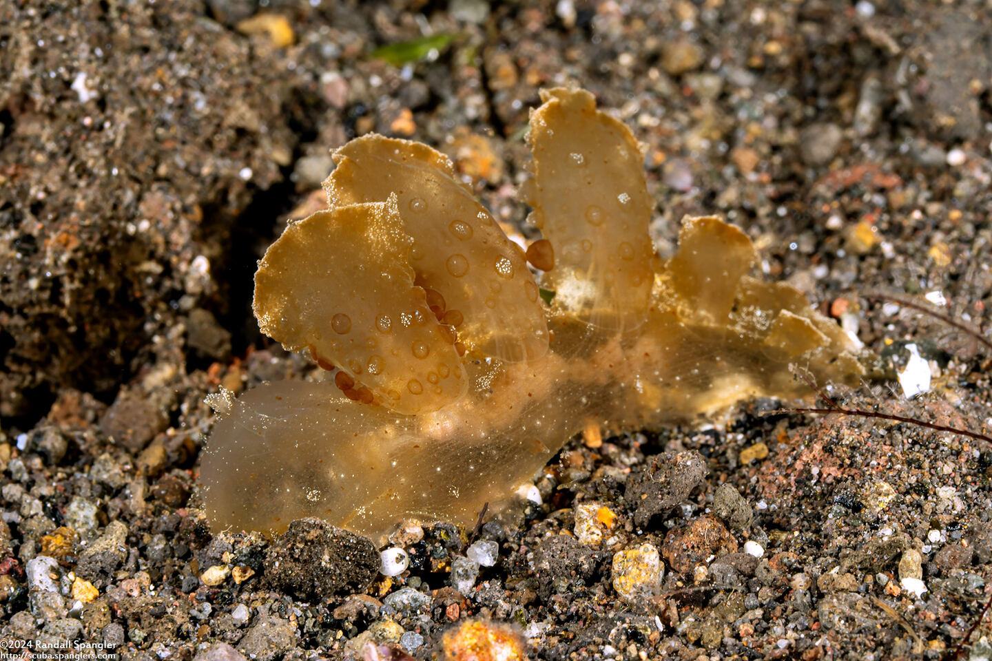 Melibe papillosa (Melibe Papillosa)