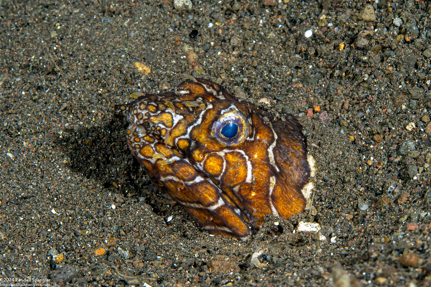 Ophichthus bonaparti (Napoleon Snake Eel)