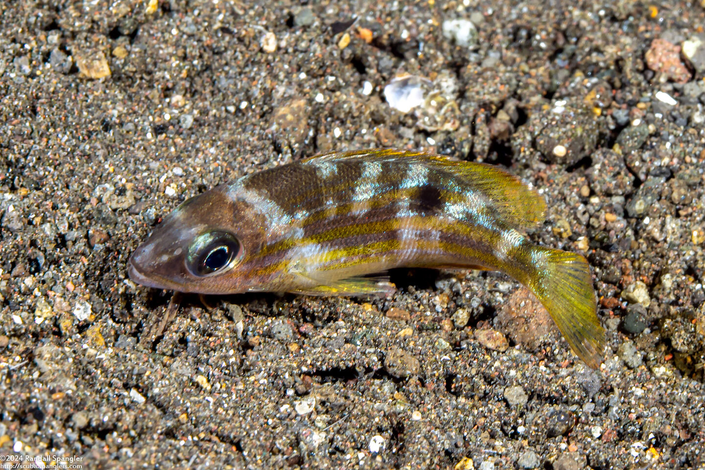 Lutjanus fulviflamma (Longspot Snapper)