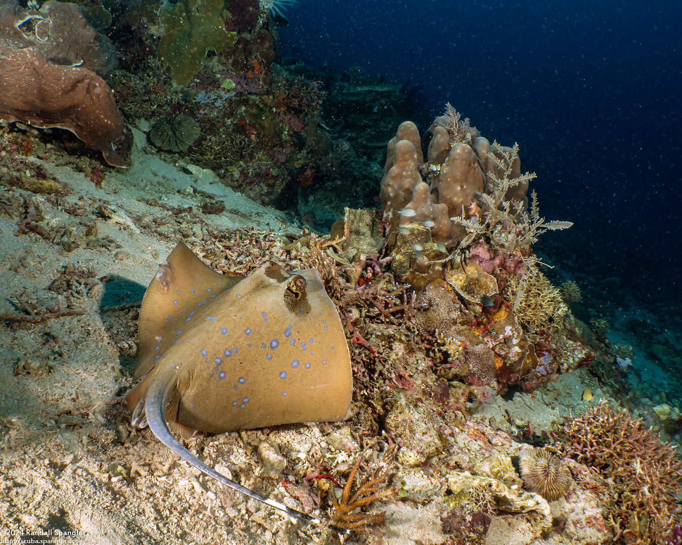 Neotrygon kuhlii (Blue-Spotted Stingray)