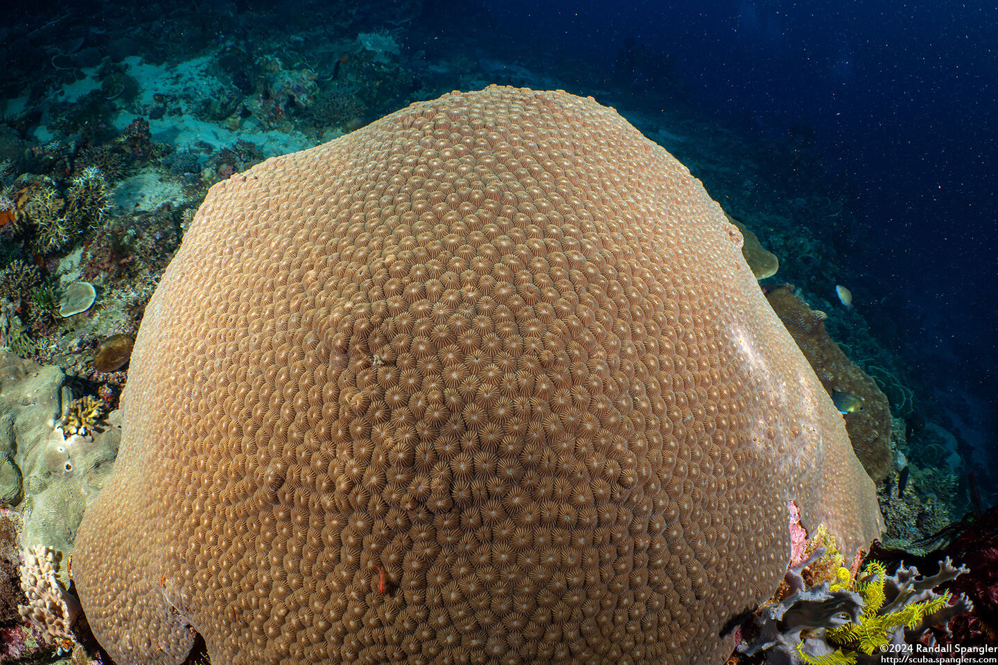 Diploastrea heliopora (Honeycomb Coral)