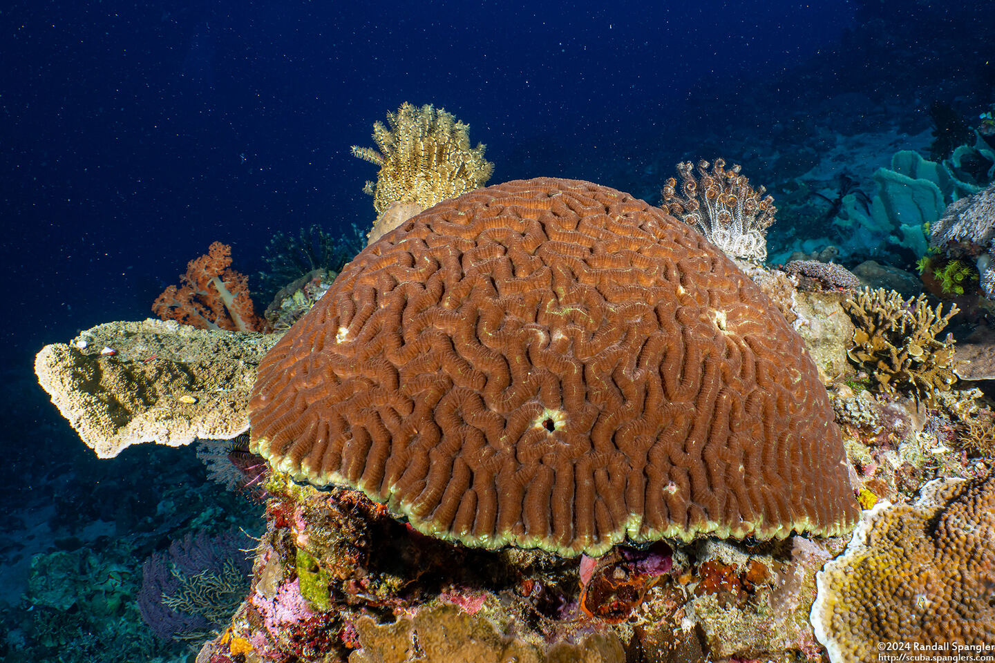 Lobophyllia radians (Lobophyllia Radians)