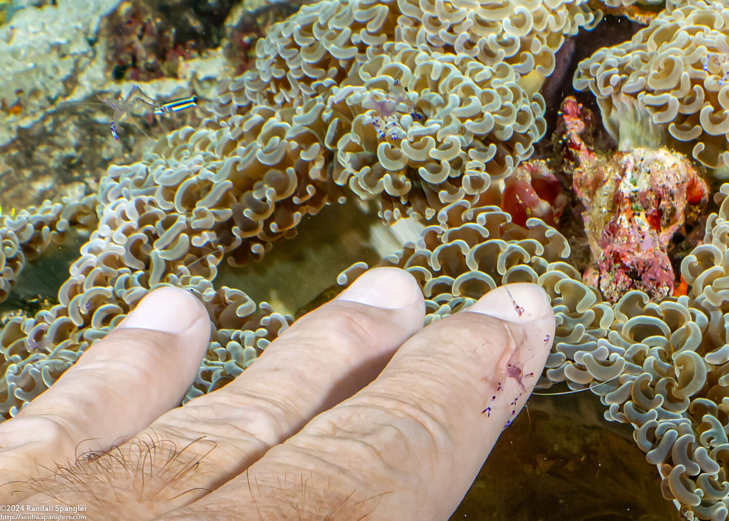 Ancylomenes sarasvati (Sarasvati Anemone Shrimp); Shrimp cleaning my hand