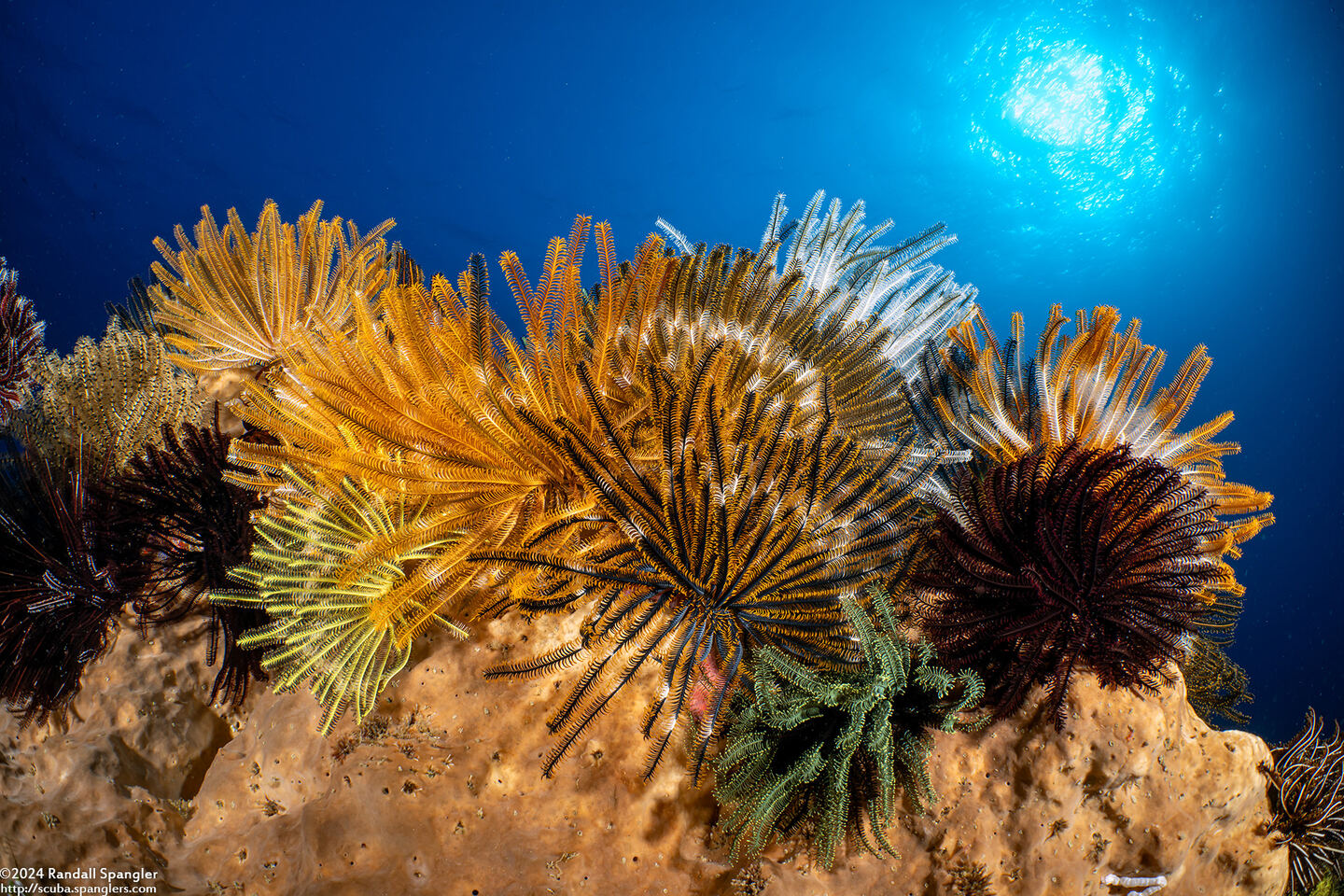 Anneissia bennetti (Bennett's Feather Star)