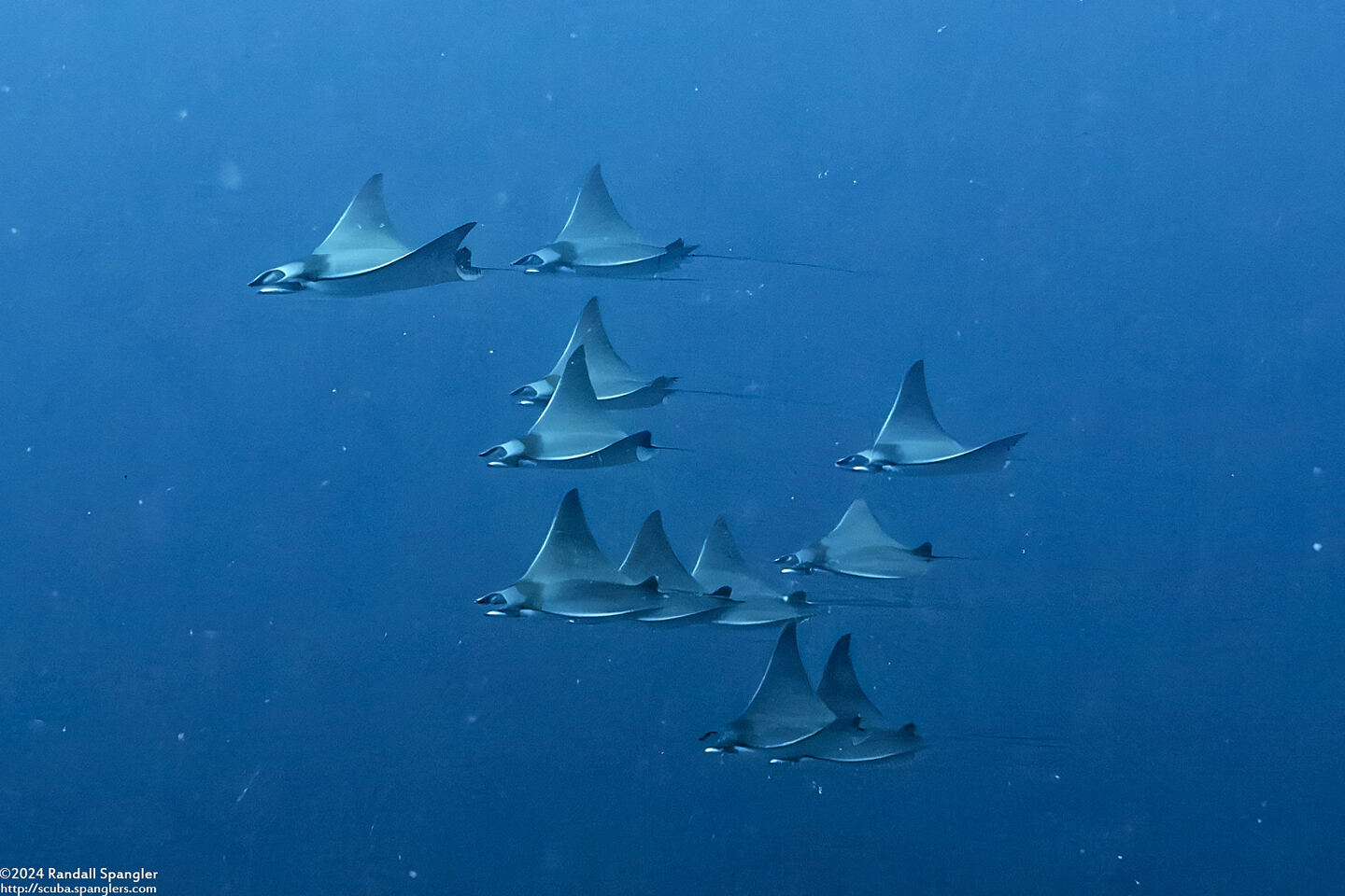 Mobula kuhlii (Shorthorned Pygmy Devil Ray)