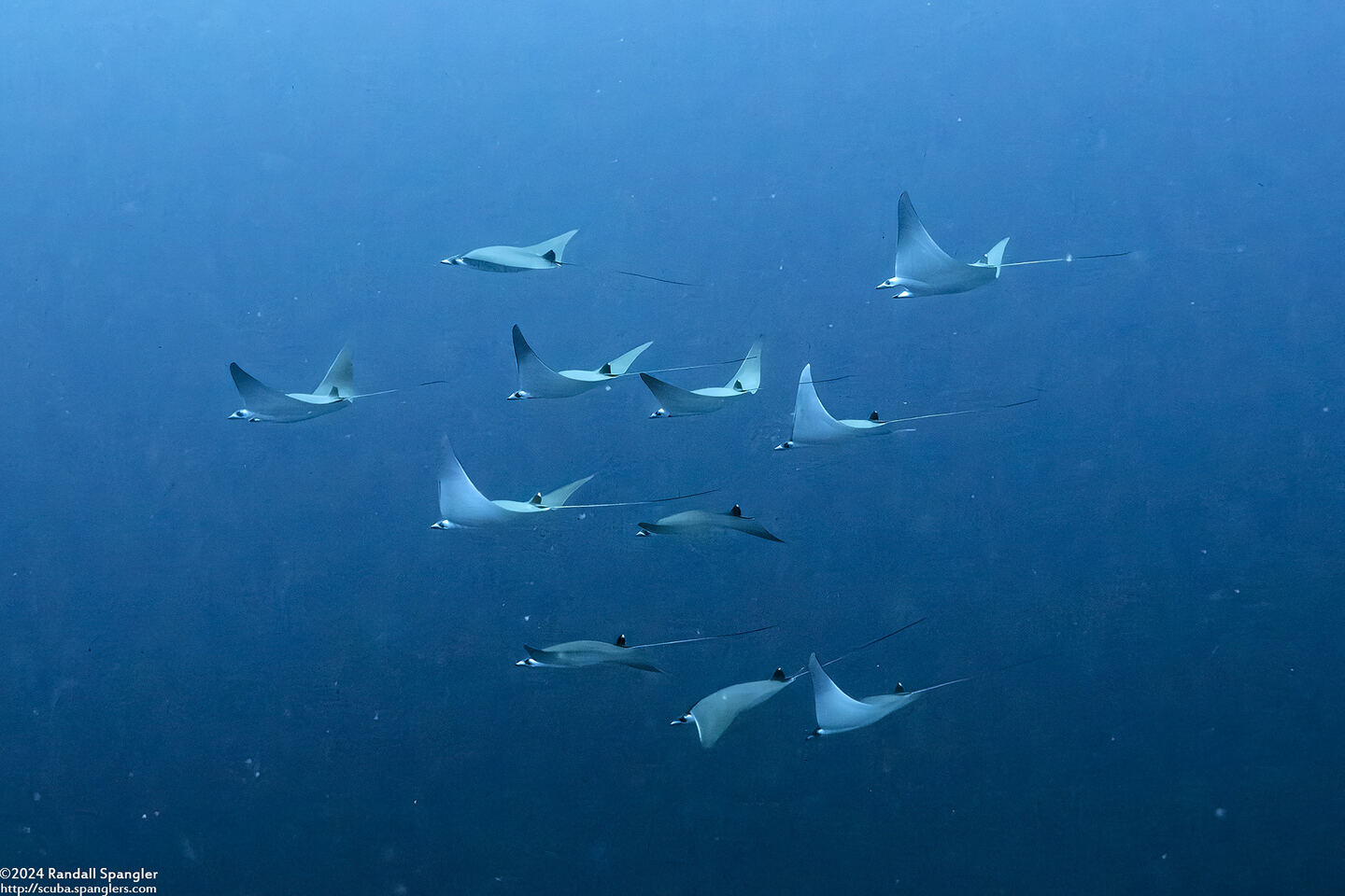 Mobula kuhlii (Shorthorned Pygmy Devil Ray)