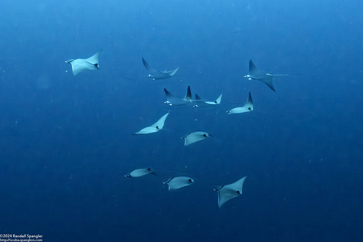 Mobula kuhlii (Shorthorned Pygmy Devil Ray)