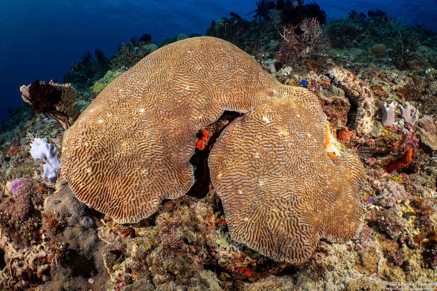 Platygyra ryukyuensis (Platygyra Ryukyuensis)