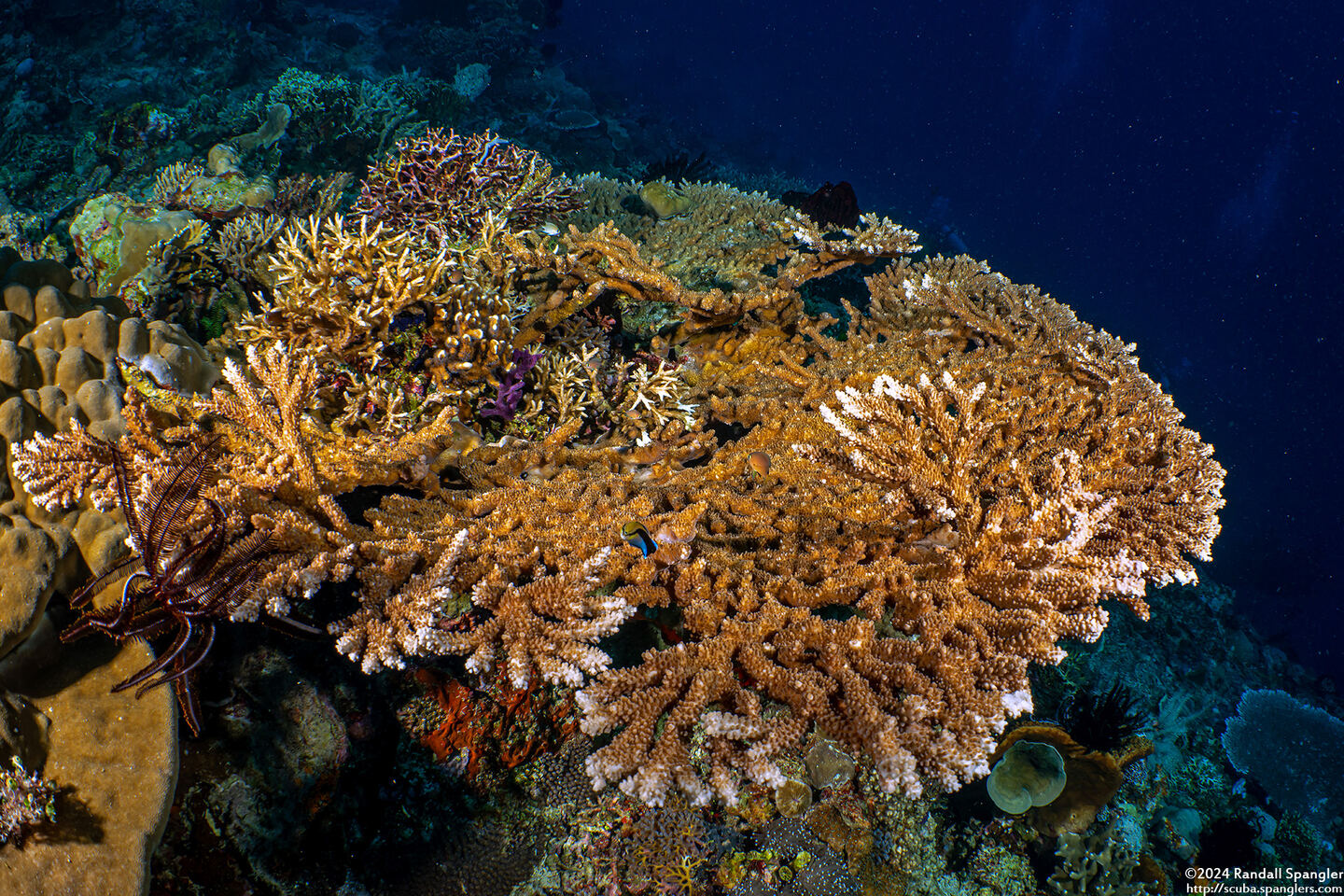 Acropora robusta (Robust Acropora)