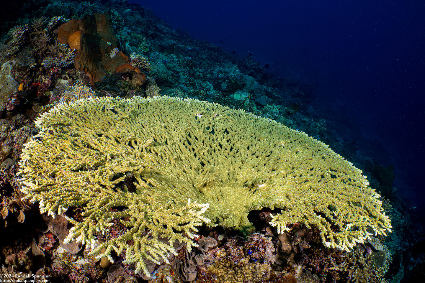 Acropora hyacinthus (Hyacinth Table Coral)