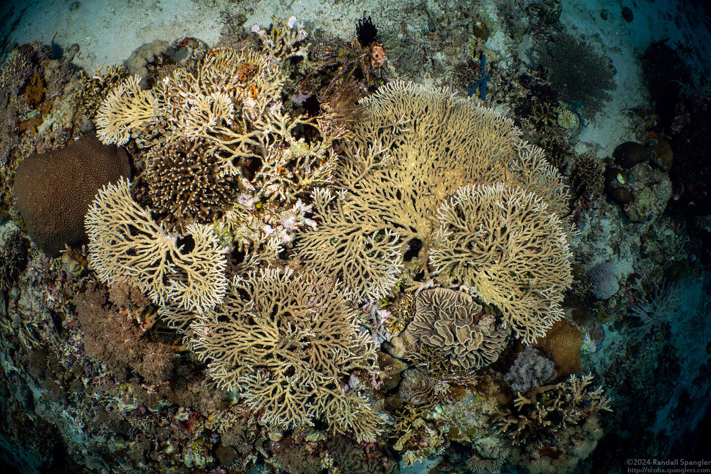 Acropora plumosa (Acropora Plumosa)