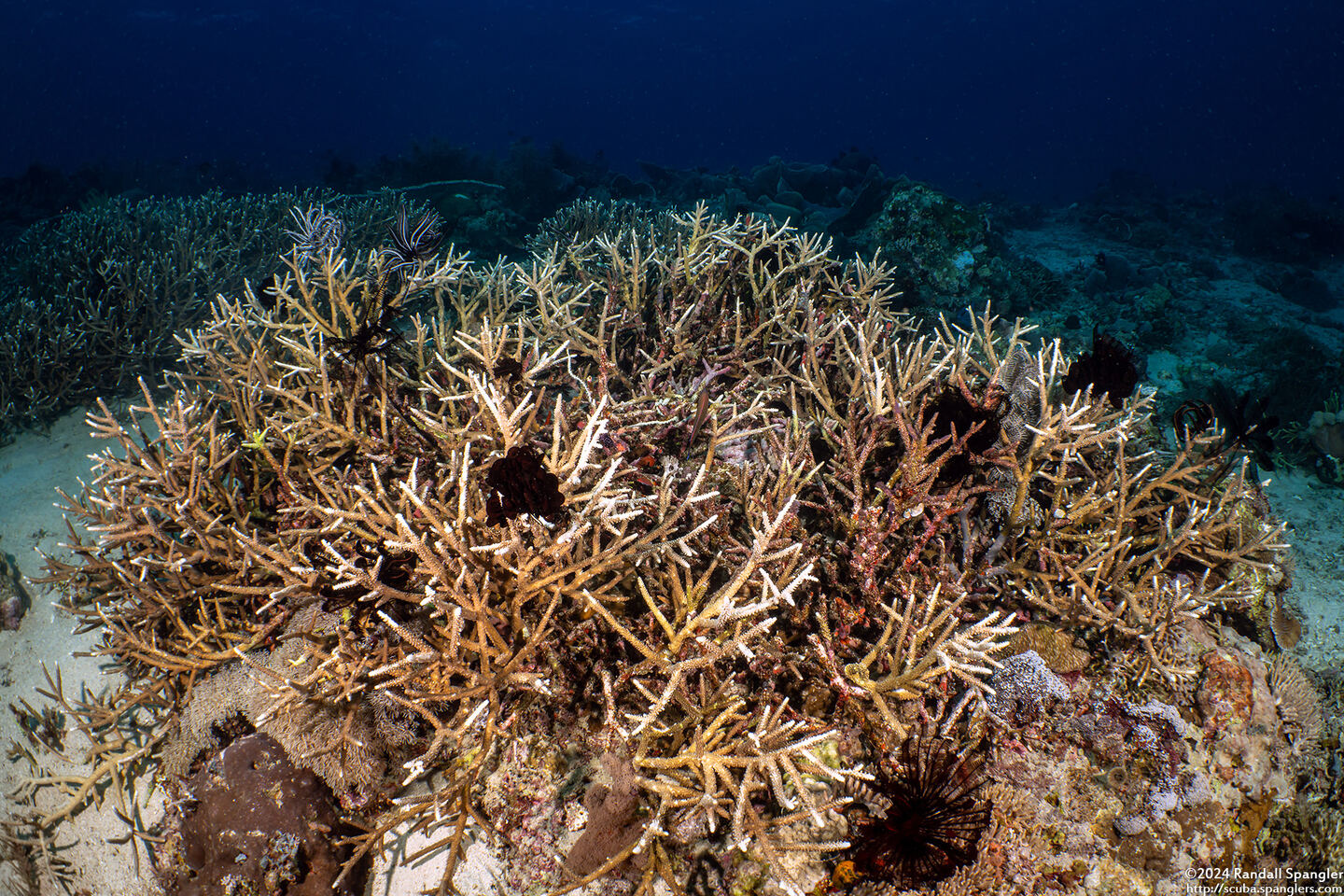 Acropora muricata (Common Staghorn Coral)