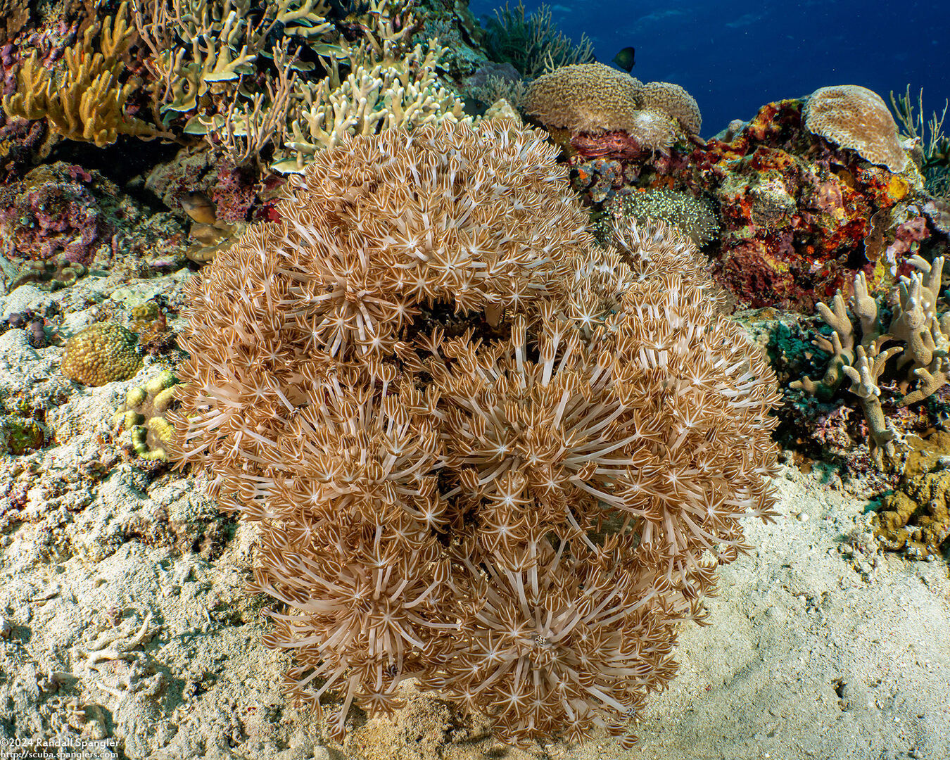 Xenia sansibariana (Xenia Sansibariana)