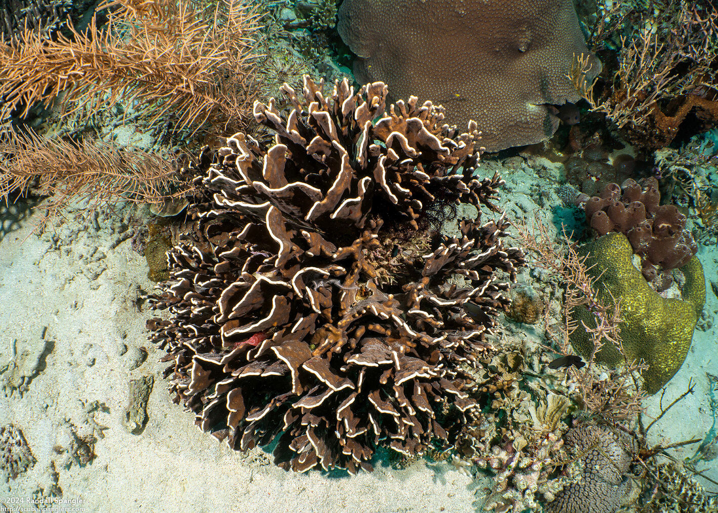 Millepora sp.2 (Plate Fire Coral)