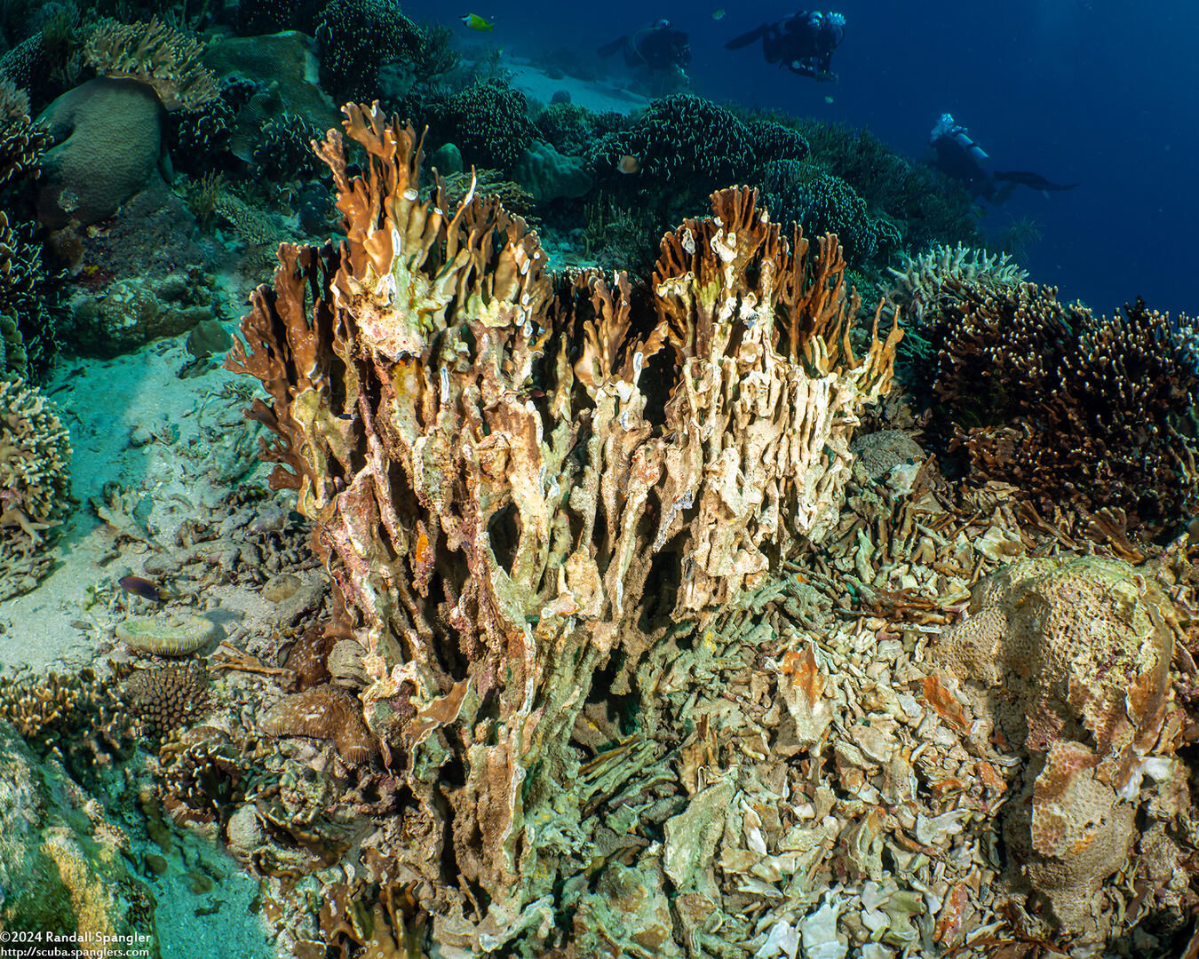 Millepora sp.2 (Plate Fire Coral); Damaged colony