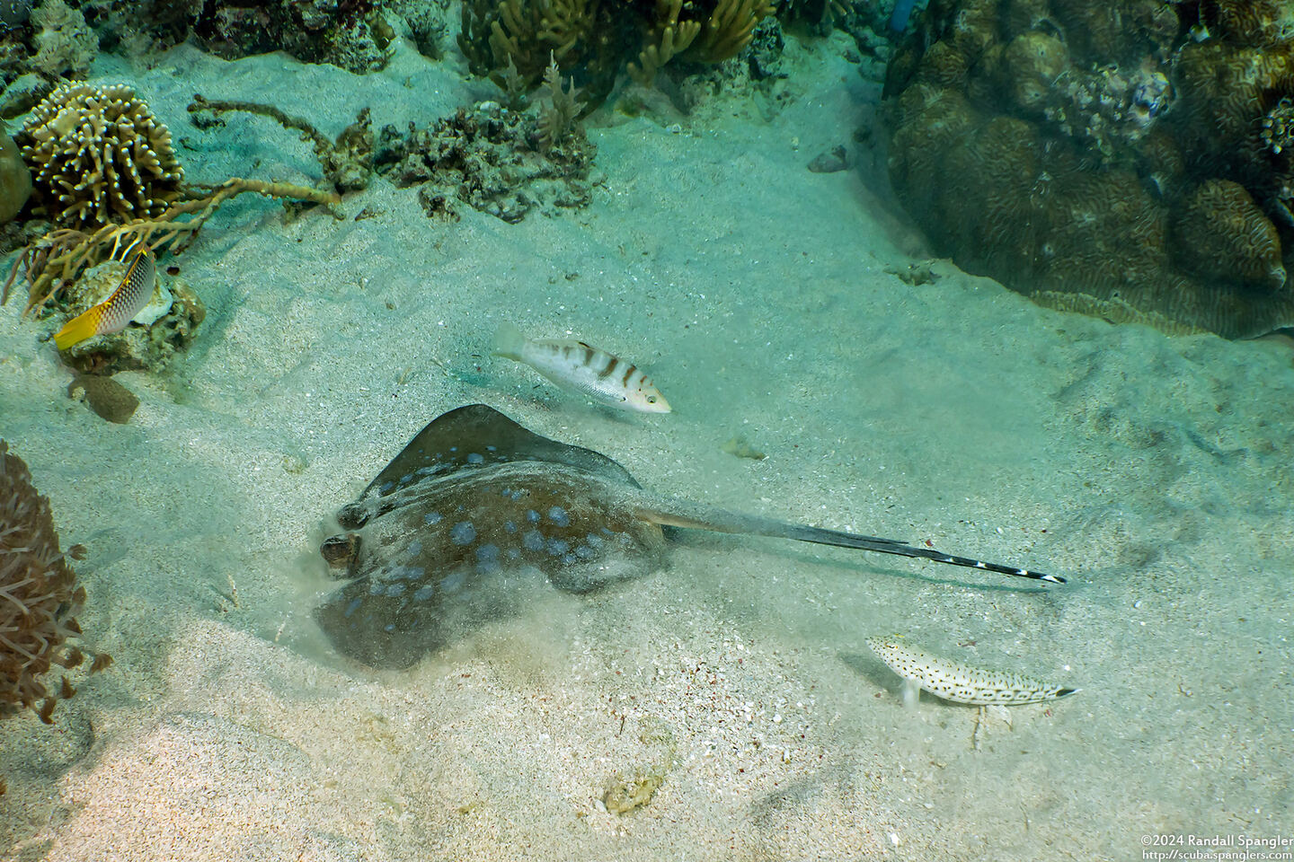 Neotrygon kuhlii (Blue-Spotted Stingray); Digging in the sand to feed