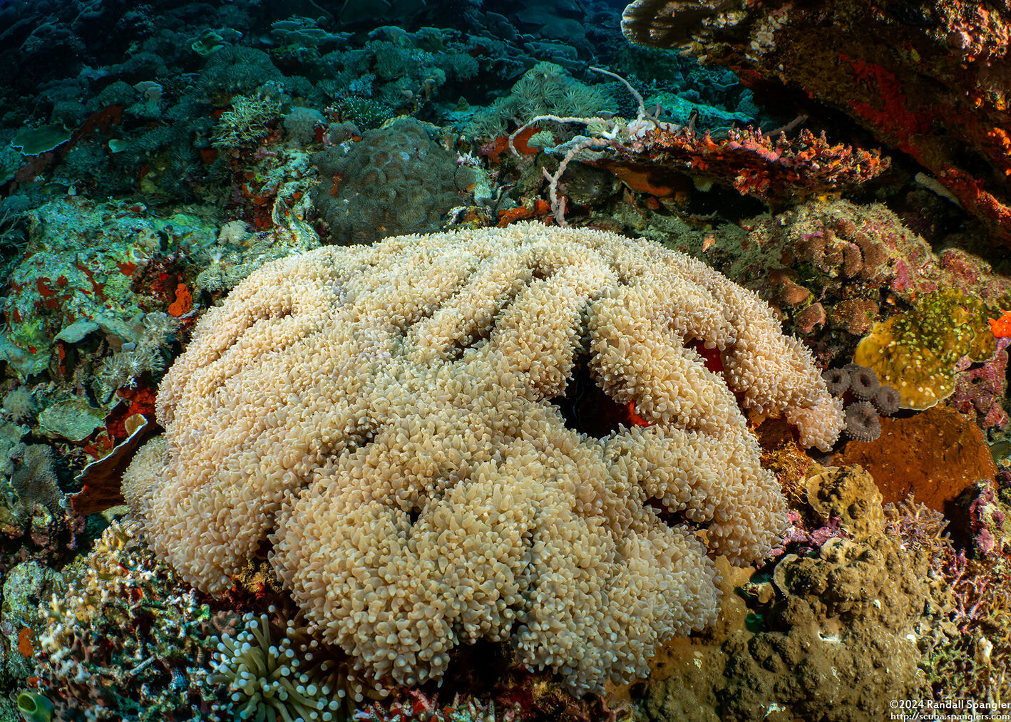 Physogyra lichtensteini (Grape Coral)