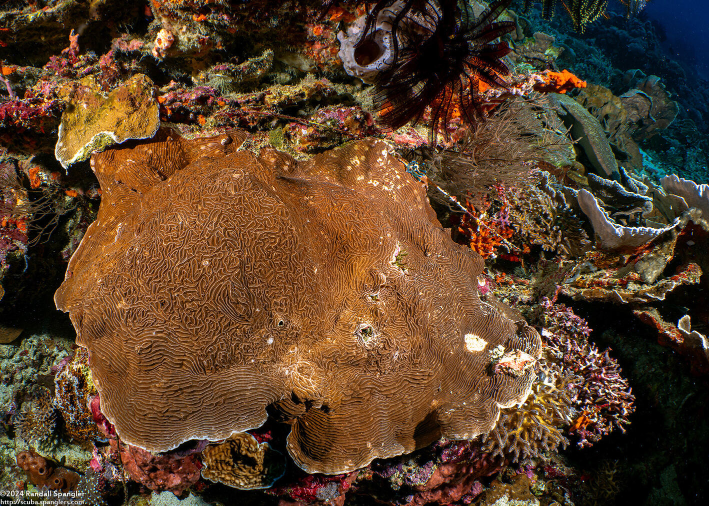 Pachyseris gemmae (Gemma's Coral)