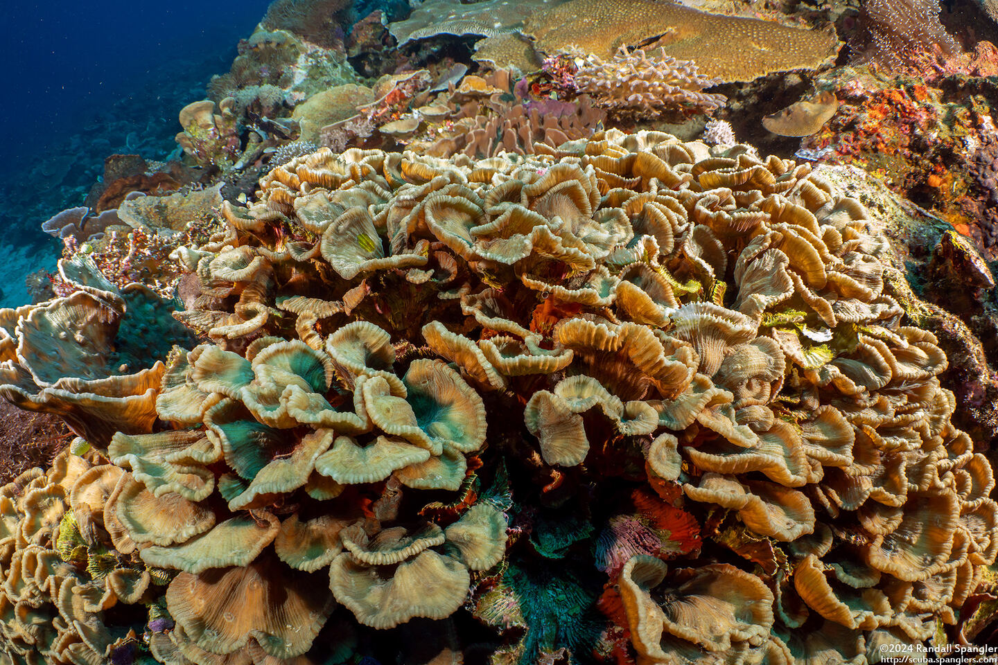 Pectinia lactuca (Lettuce Coral)