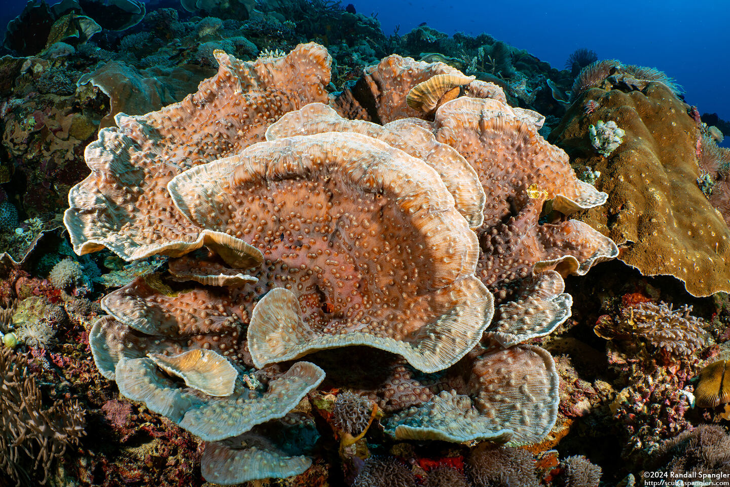 Mycedium elephantotus (Green Eyed Cup Coral)