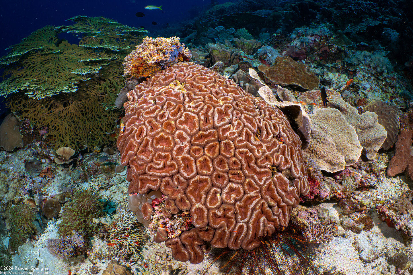 Lobophyllia hemprichii (Lobed Brain Coral)