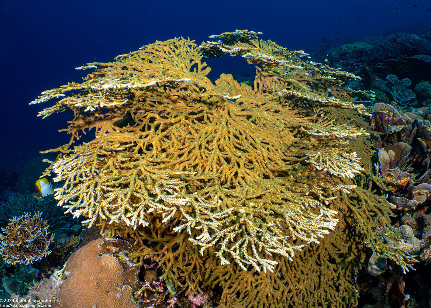 Acropora plumosa (Acropora Plumosa)