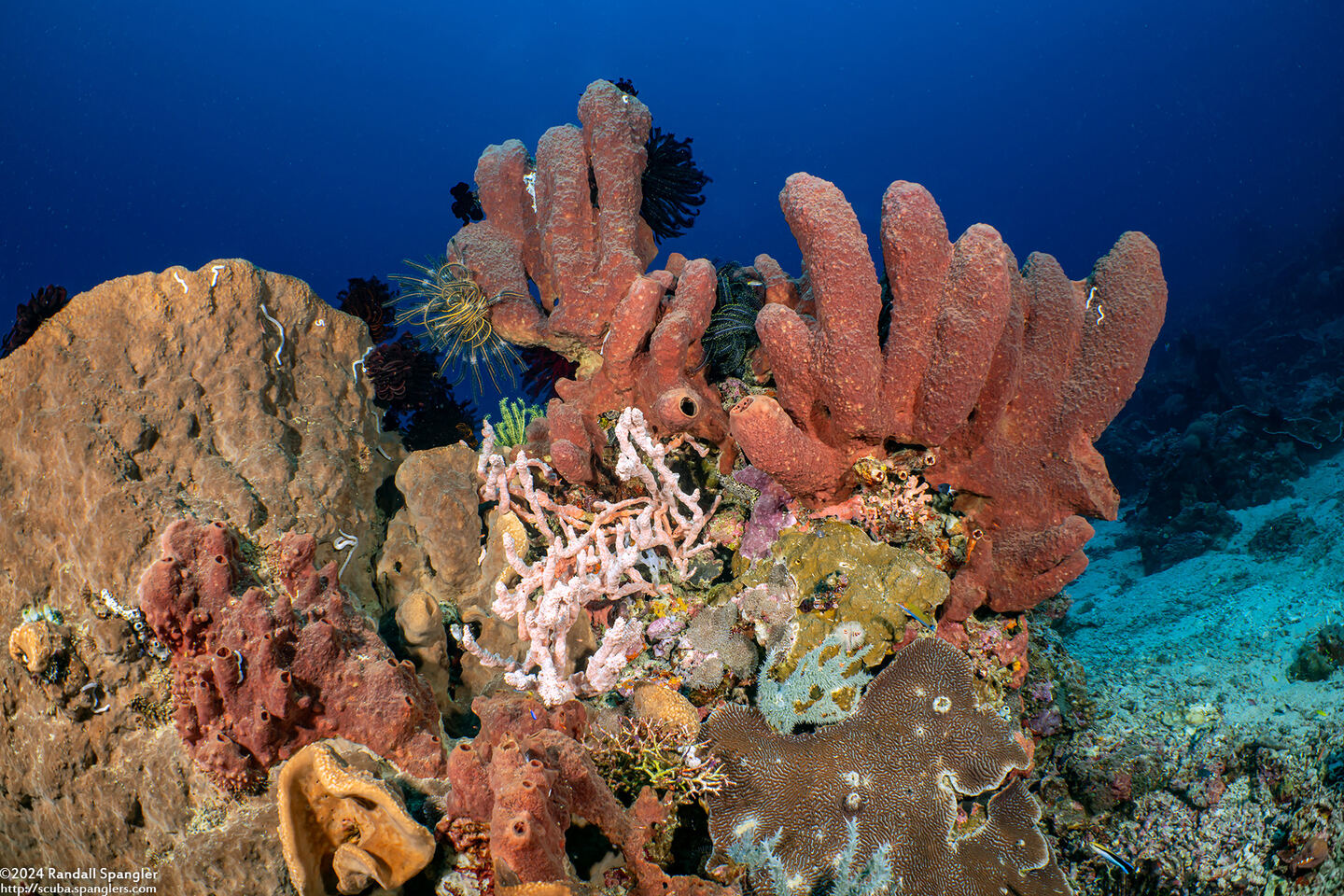 Theonella swinhoei (Brown Tube Sponge)