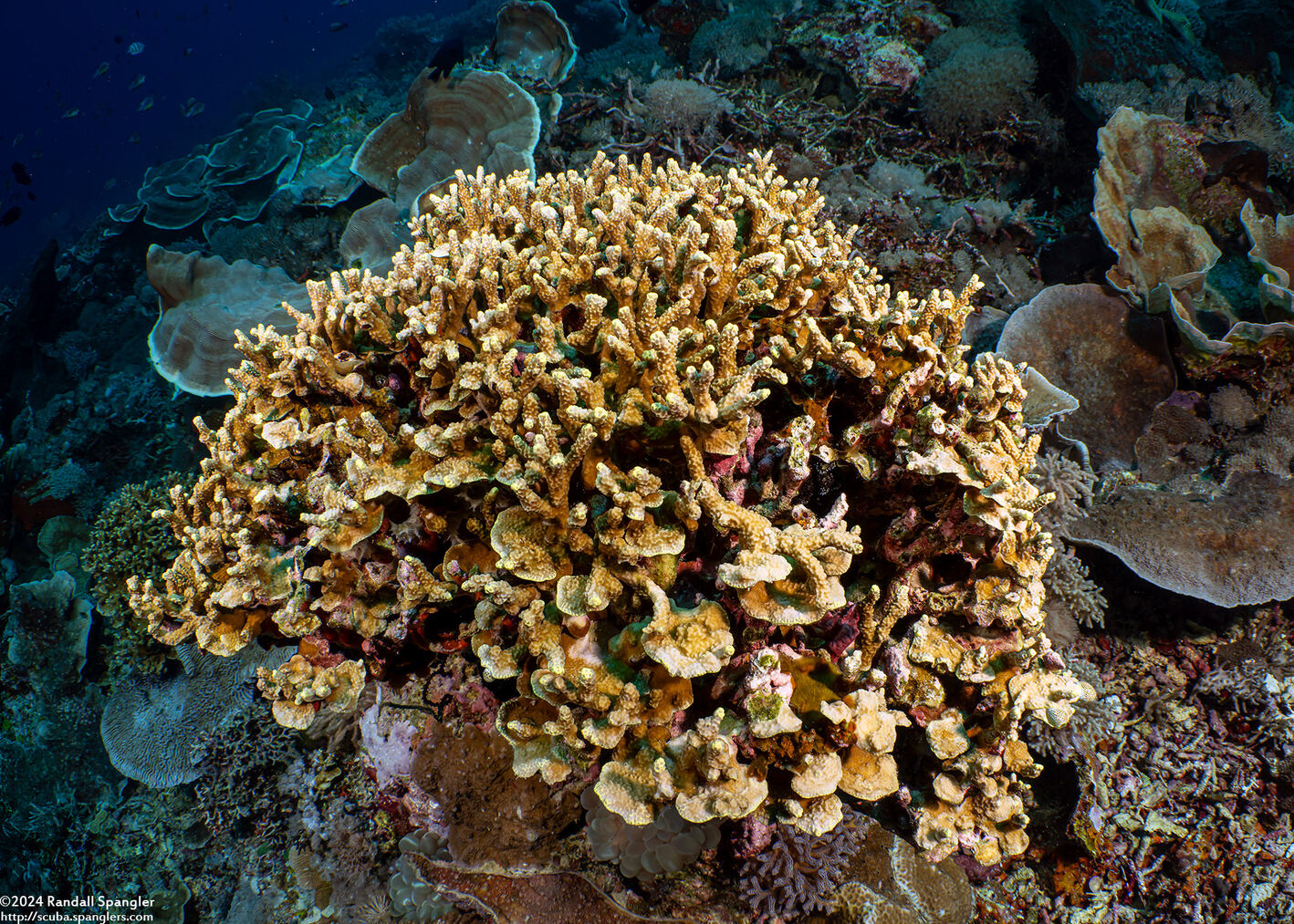 Porites nigrescens (Rough Finger Coral)