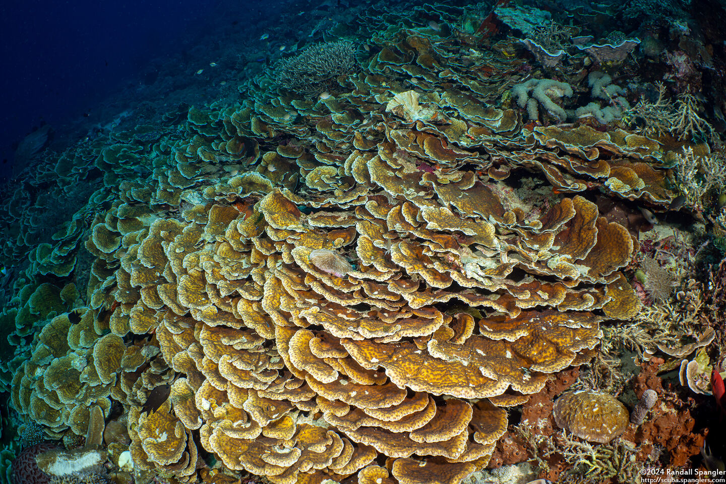 Echinopora lamellosa (Folded Echinopora)