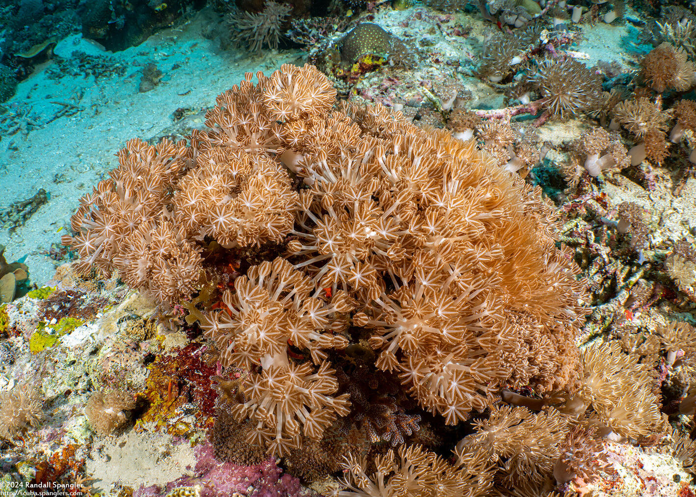 Xenia sansibariana (Xenia Sansibariana)