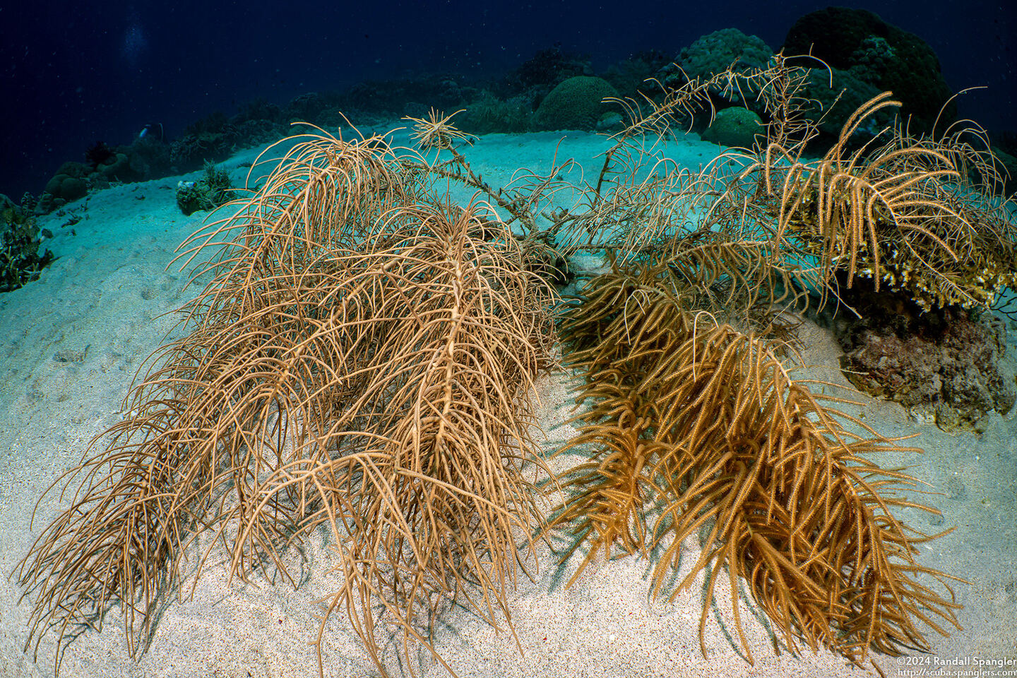 Pinnigorgia flava (Pinnigorgia Flava)