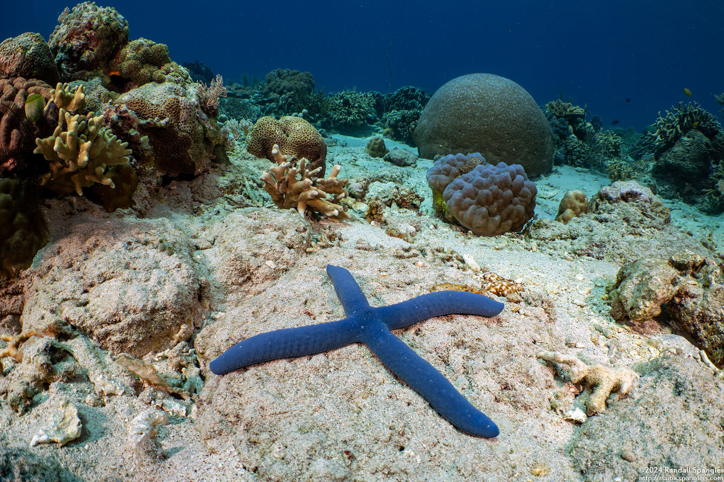 Linckia laevigata (Blue Sea Star)