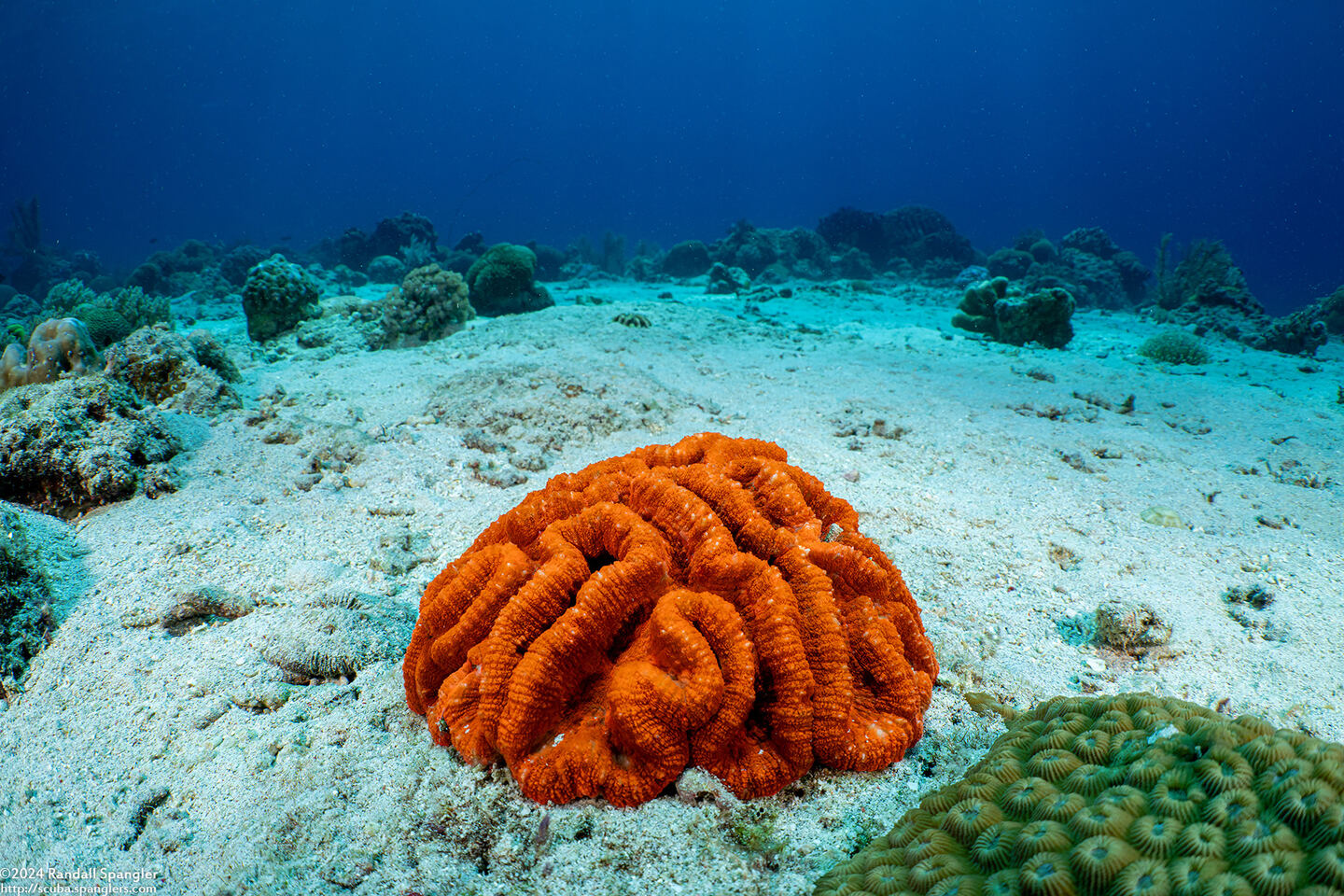 Lobophyllia radians (Lobophyllia Radians)