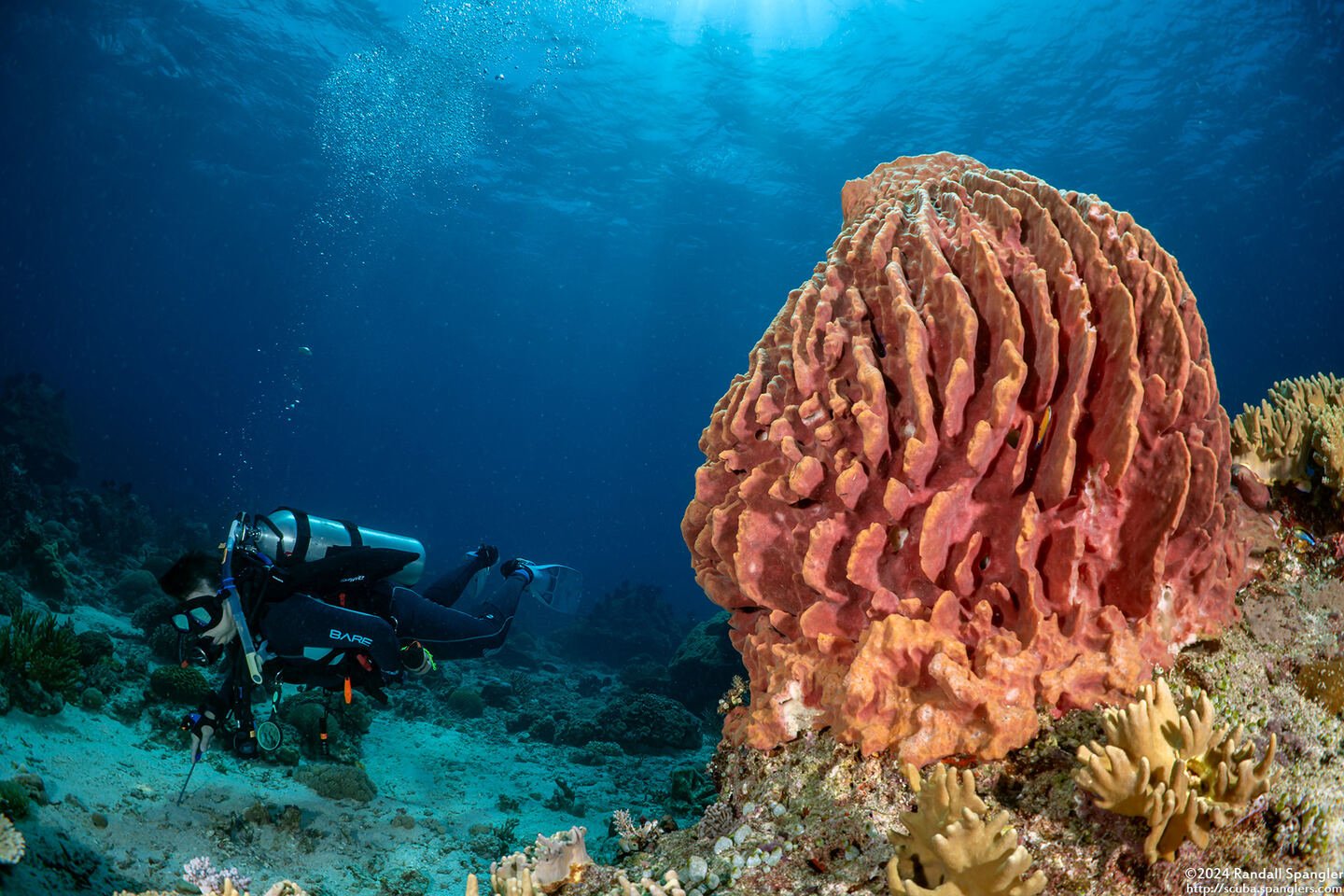 Xestospongia testudinaria (Barrel Sponge)