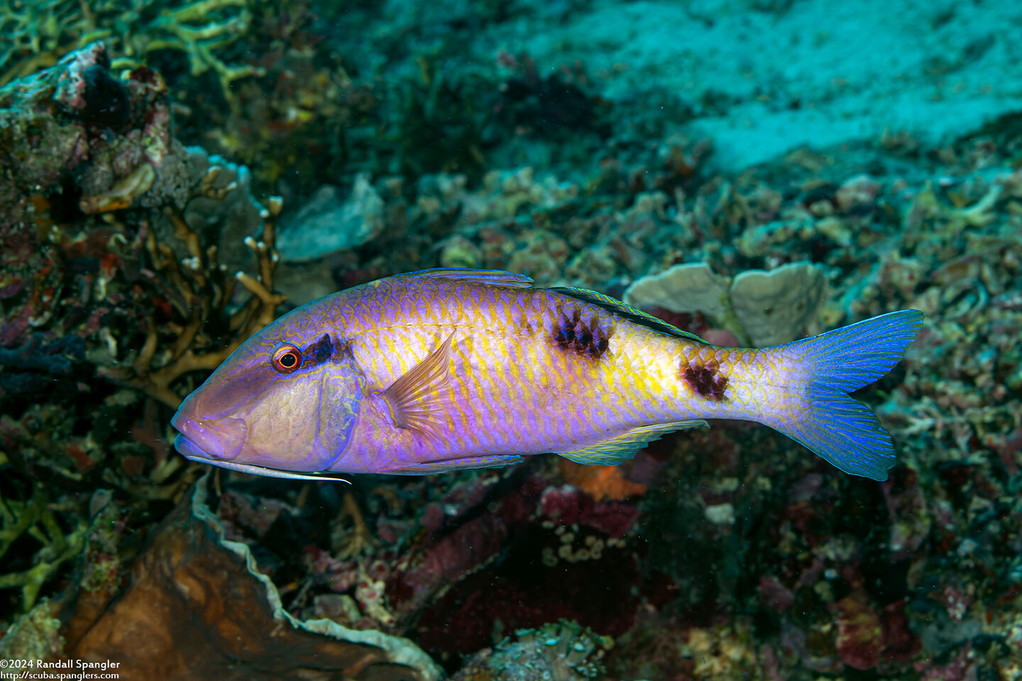 Parupeneus multifasciatus (Manybar Goatfish)