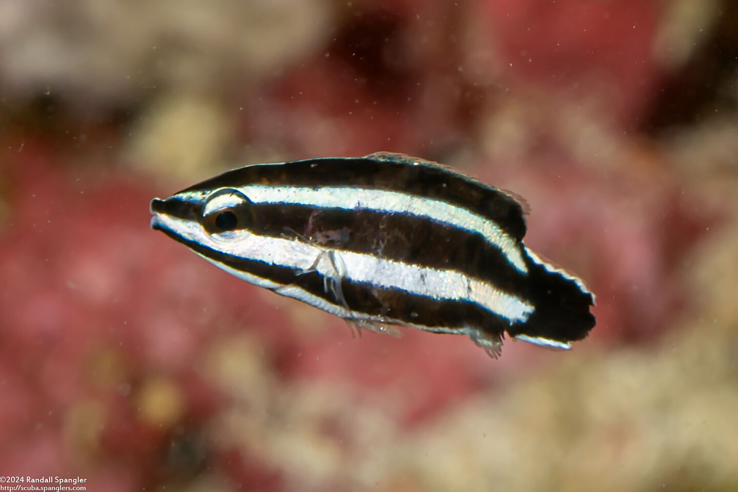 Labropsis manabei (Northern Tubelip)