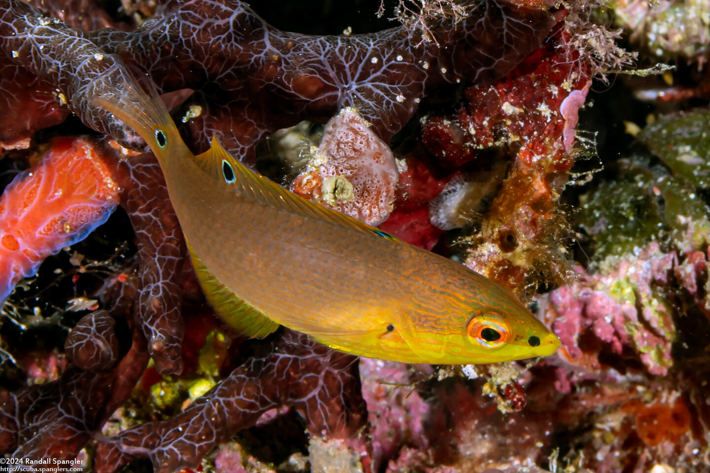 Halichoeres solorensis (Green Wrasse)