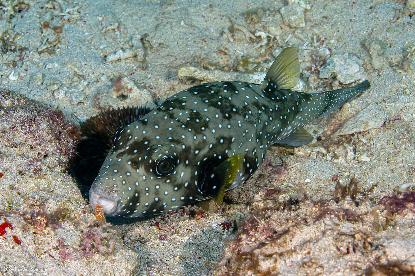 Arothron hispidus (White-Spotted Puffer)