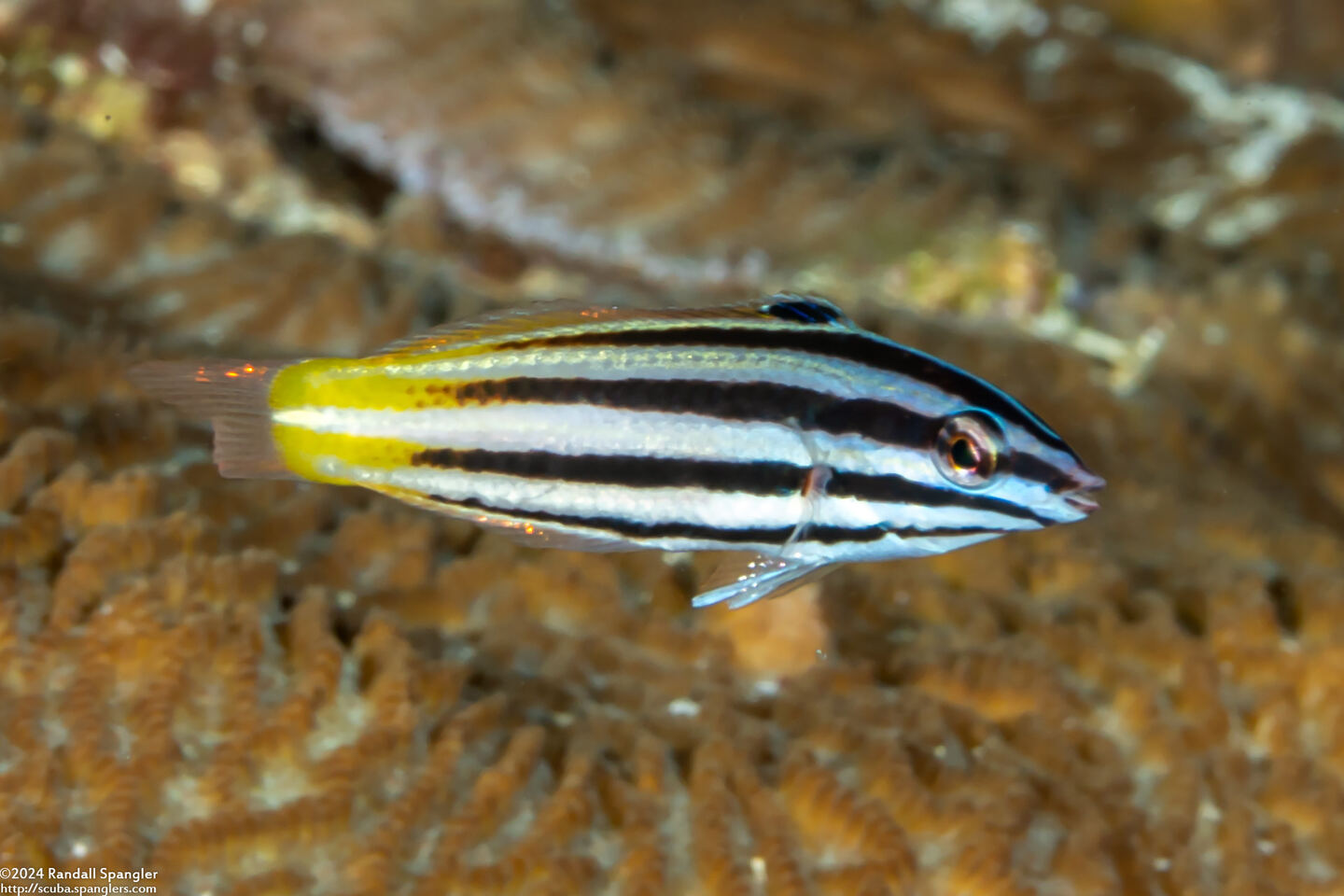 Halichoeres prosopeion (Twotone Wrasse)