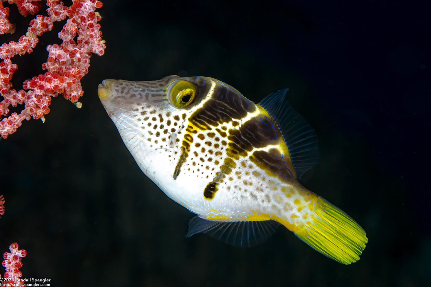 Paraluteres prionurus (Mimic Filefish)